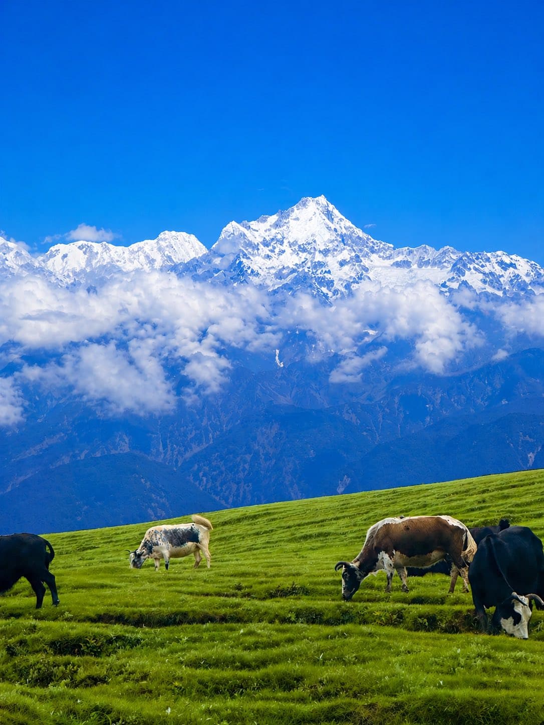 White Himalayan yak milk churpi dog chew
